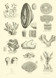 Pagina dal Museo Pittoresco della Natura Animata
